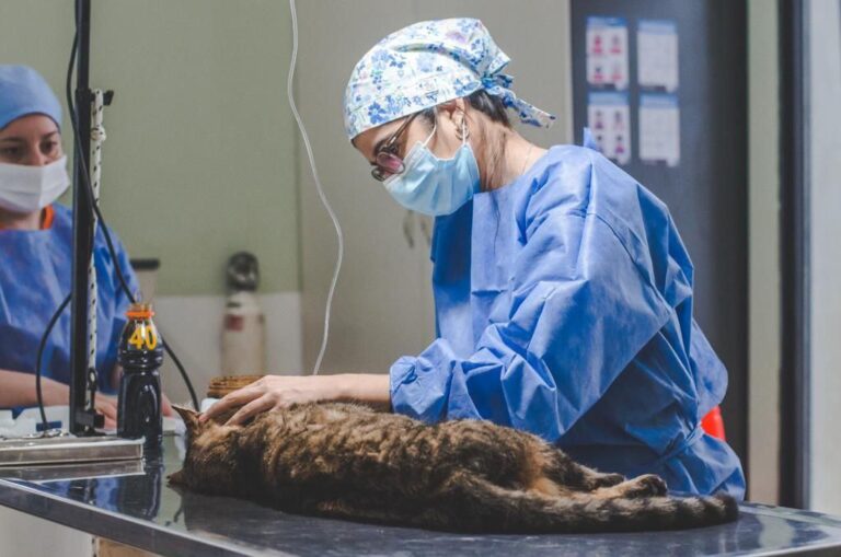 Ushuaia: Zoonosis realizó más de 70 esterilizaciones en la jornada llevada adelante en el KyD
