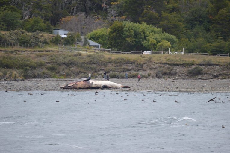 VARAMIENTO DE UN CETACEO EN LAS COSTAS DEL CANAL BEAGLE